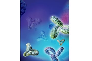 Antibodies