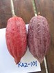cacaobeans