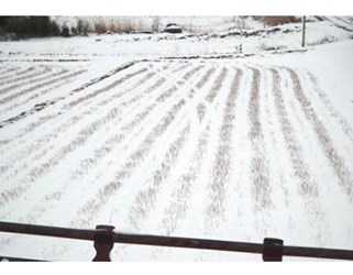 radiocesium radiocesium