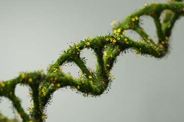 GettyImages-2138730502-dna-with-grass-and-flowers