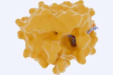 prostate-specific antigen PSA-GettyImages-2160461582