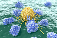 NK cell