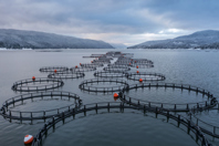 Revolutionizing Aquaculture: How Pinnacle Ozone Solutions Solves Industry Challenges GettyImages-1360163565