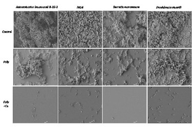 biofouling biofouling