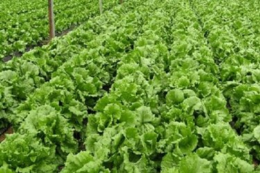 Software Solution for Food Traceability Software Solution for Food Traceability
