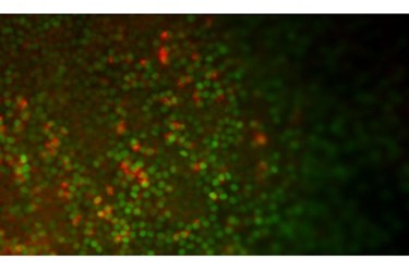 embryonic stem cells embryonic stem cells