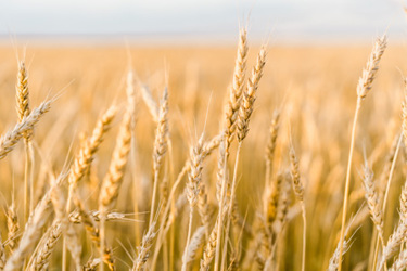 Celiac disease_wheat field_Getty-1035944096