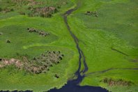 New Nutrient Reduction Project In Florida Could Provide National Model For Source Water Protection GettyImages-1149539305_450_300