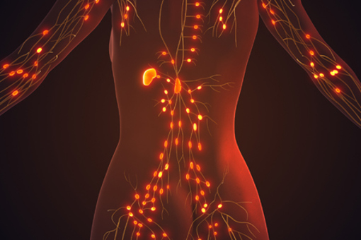 lymphatic system_GettyImages-2177931504
