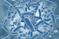 Infectious Disease