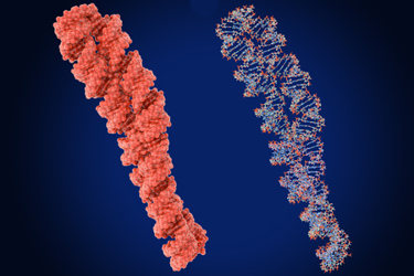double stranded circular rna-GettyImages-2220593312 double stranded circular rna-GettyImages-2220593312